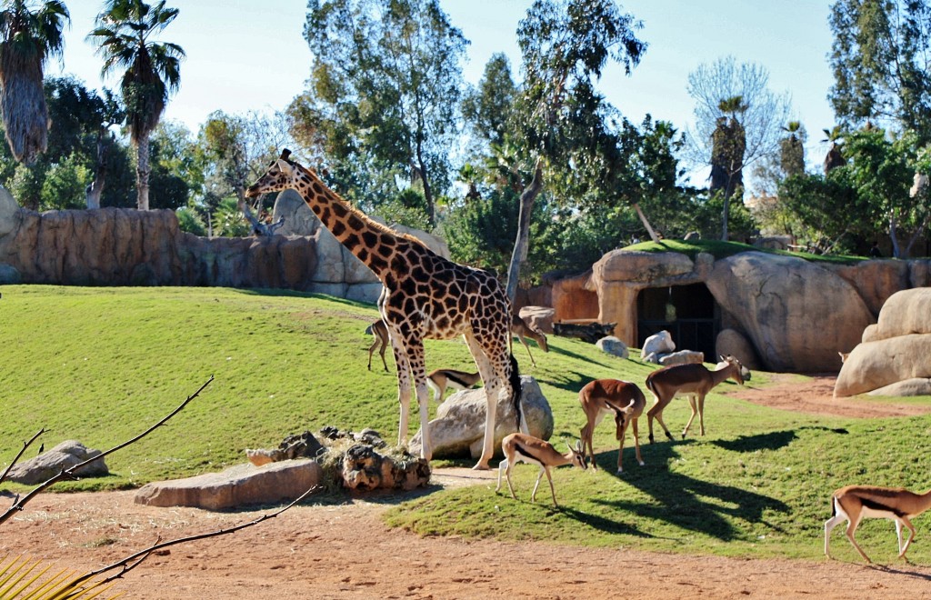 Foto: Bioparc - València (Comunidad Valenciana), España