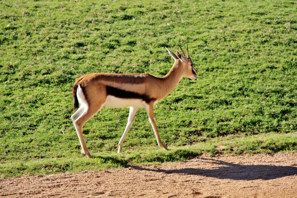 Foto: Bioparc - València (Comunidad Valenciana), España