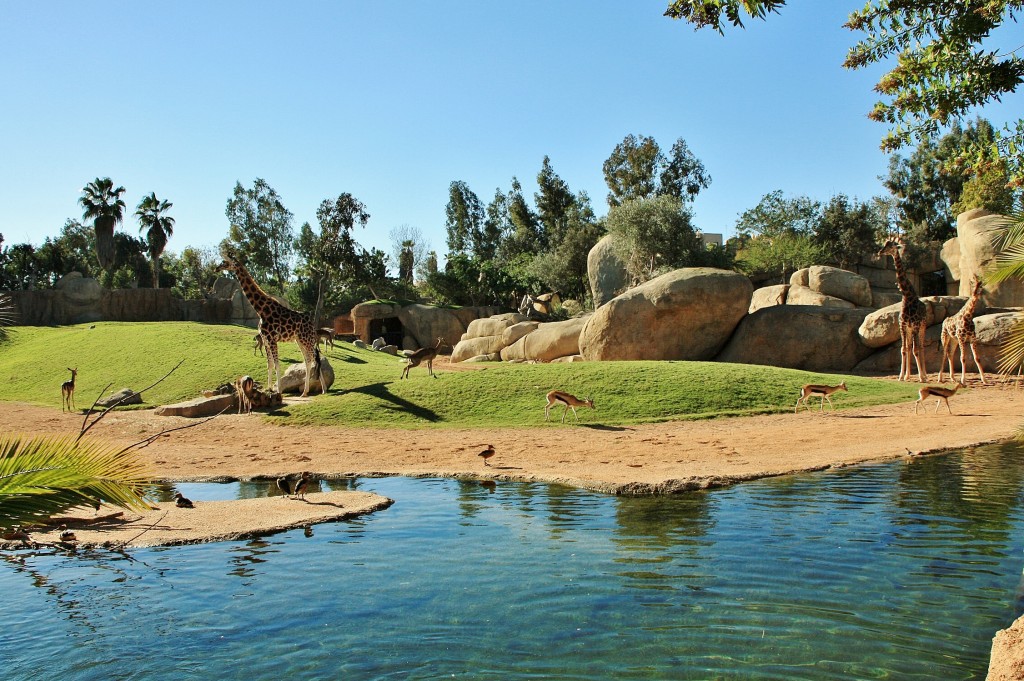 Foto: Bioparc - València (Comunidad Valenciana), España