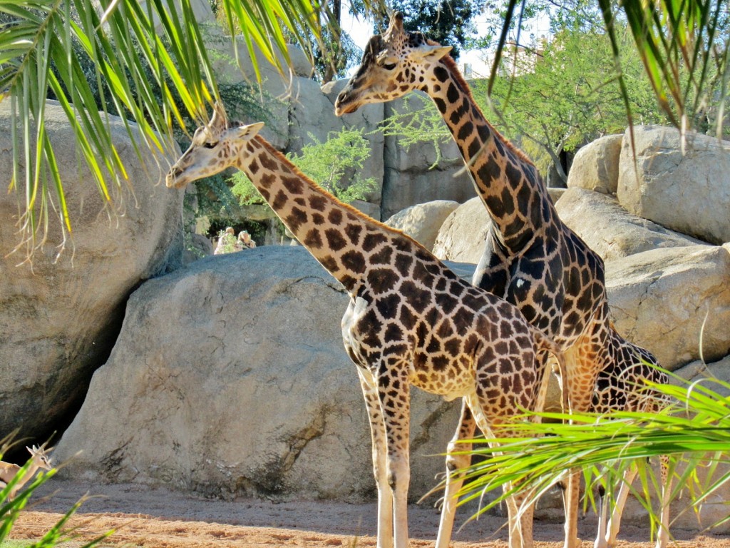 Foto: Bioparc - València (Comunidad Valenciana), España