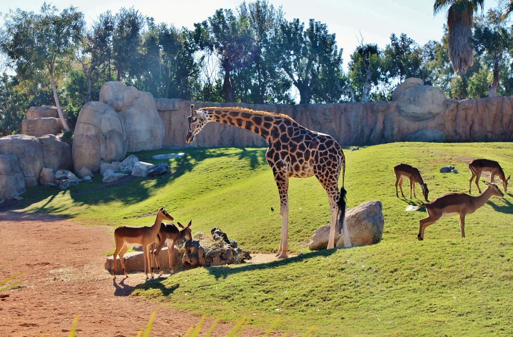 Foto: Bioparc - València (Comunidad Valenciana), España