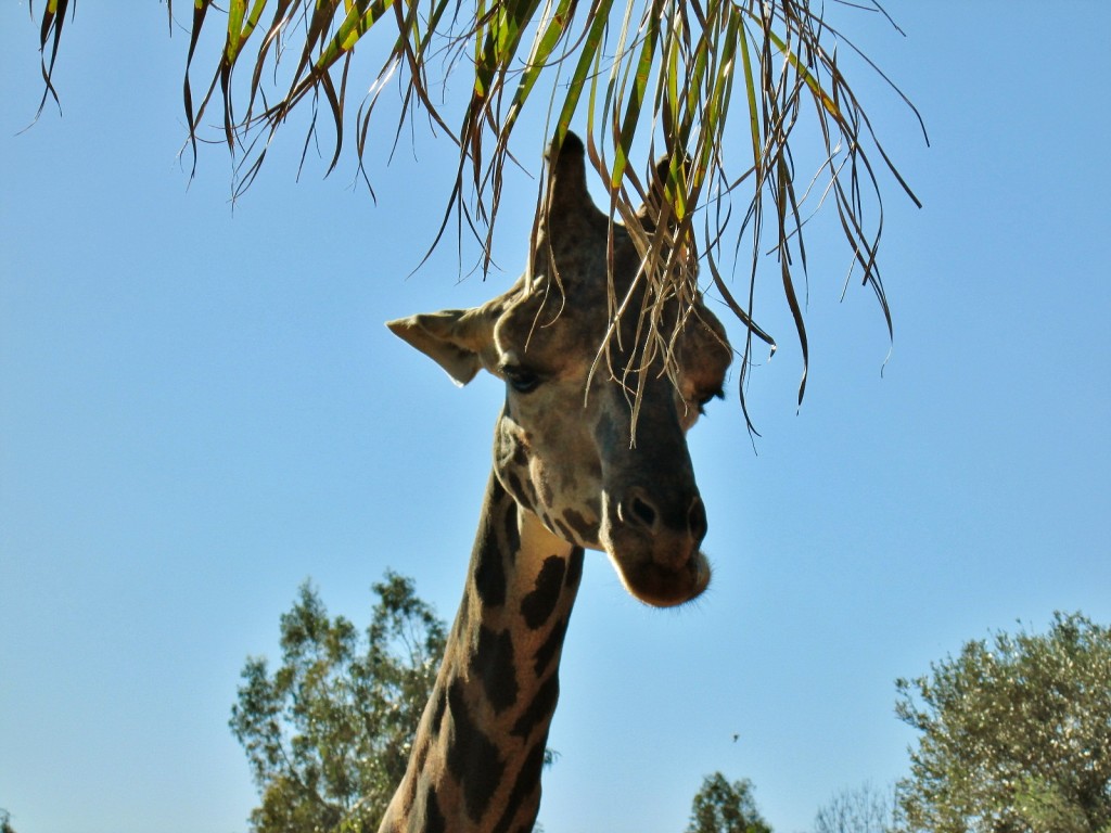 Foto: Bioparc - València (Comunidad Valenciana), España