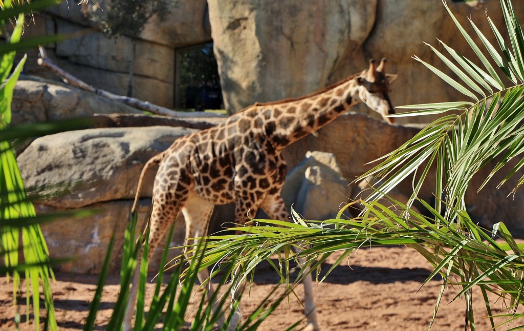 Foto: Bioparc - València (Comunidad Valenciana), España