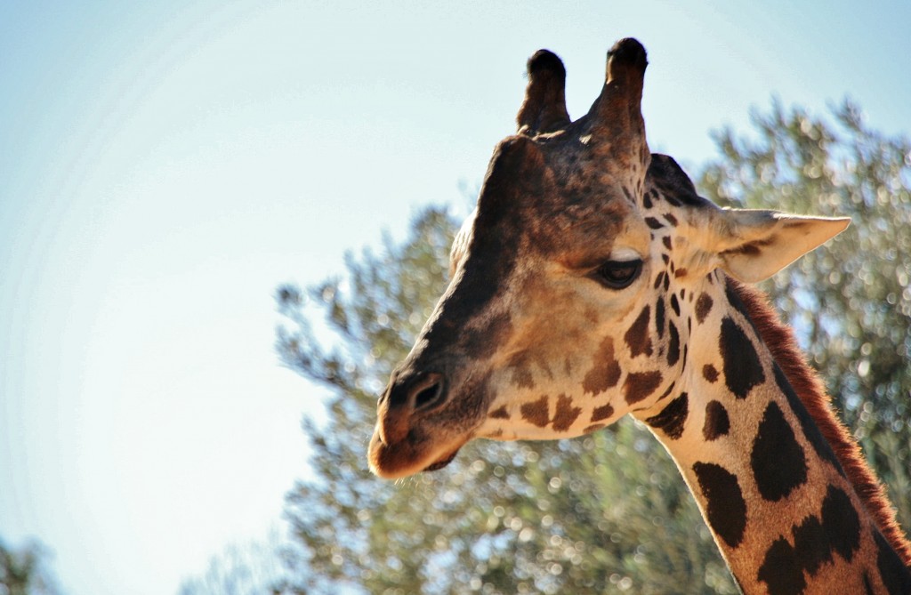 Foto: Bioparc - València (Comunidad Valenciana), España