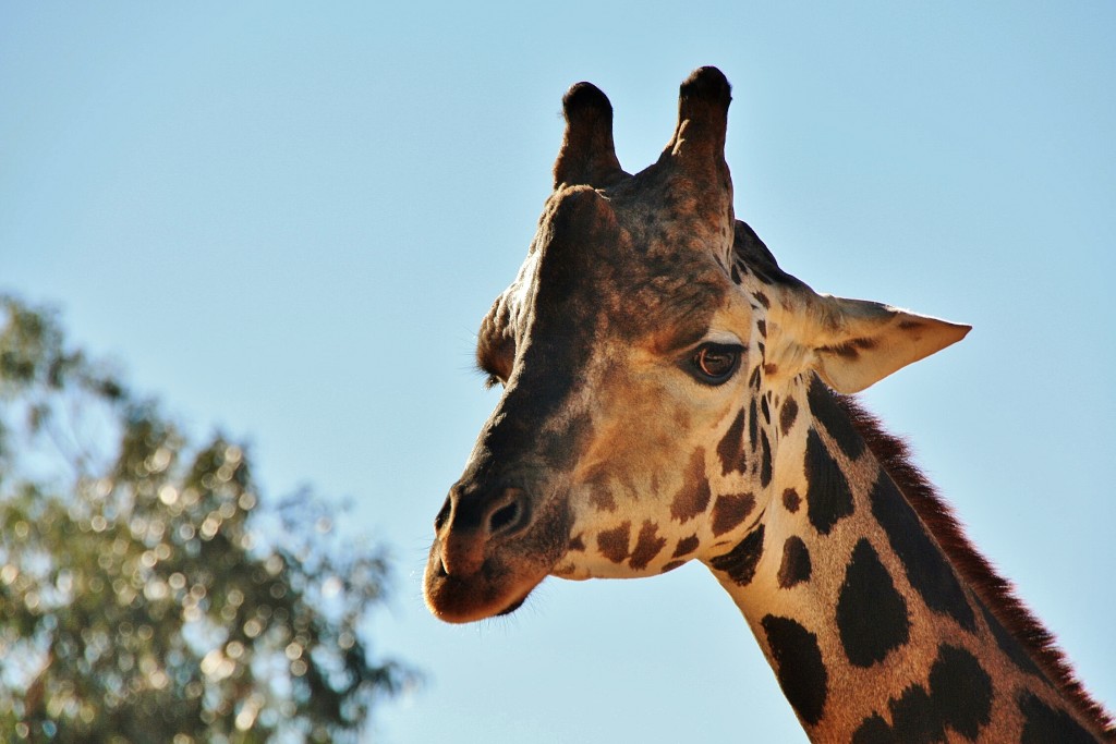 Foto: Bioparc - València (Comunidad Valenciana), España