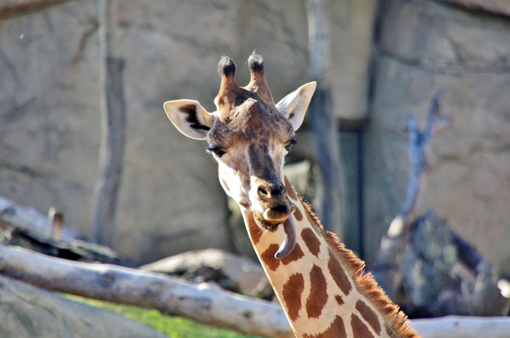 Foto: Bioparc - València (Comunidad Valenciana), España