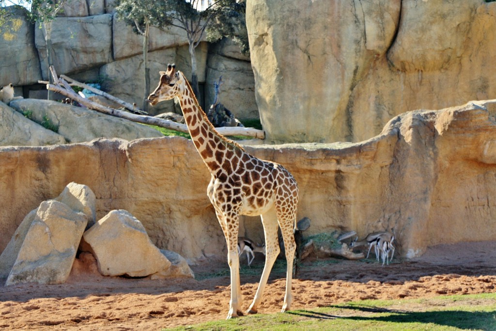 Foto: Bioparc - València (Comunidad Valenciana), España