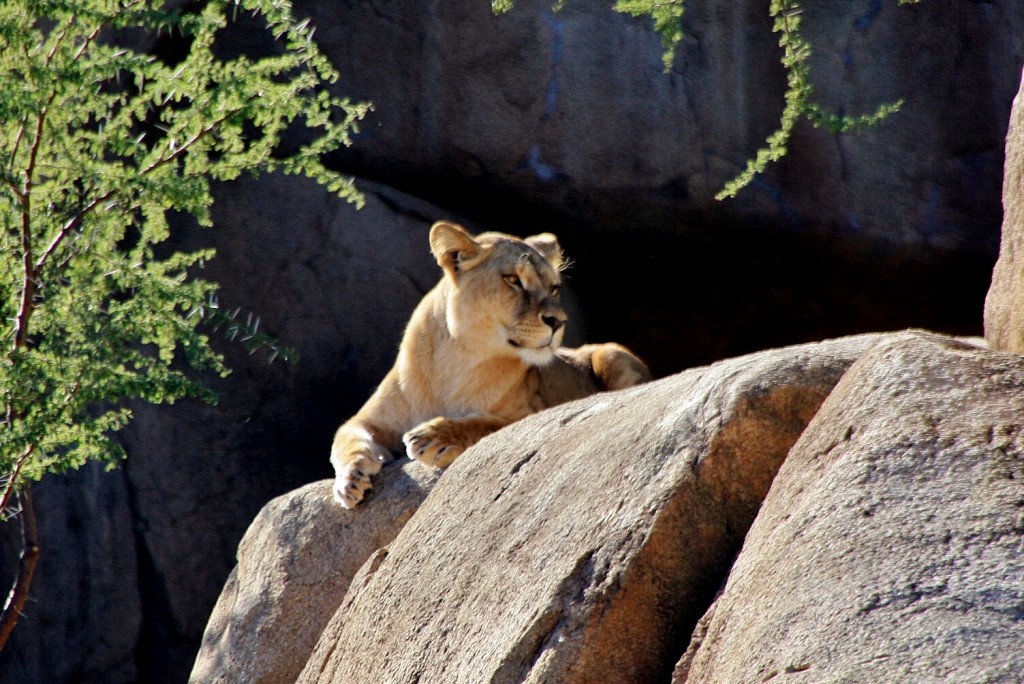 Foto: Bioparc - València (Comunidad Valenciana), España