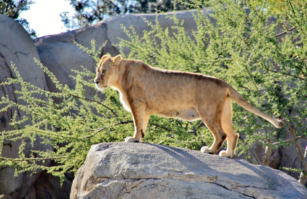 Foto: Bioparc - València (Comunidad Valenciana), España