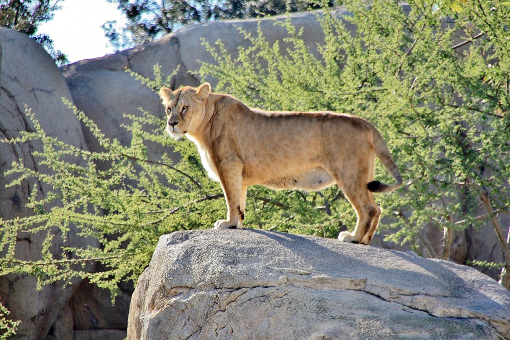 Foto: Bioparc - València (Comunidad Valenciana), España