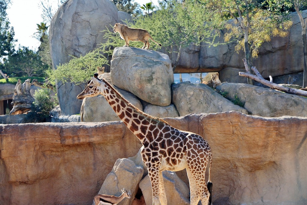 Foto: Bioparc - València (Comunidad Valenciana), España