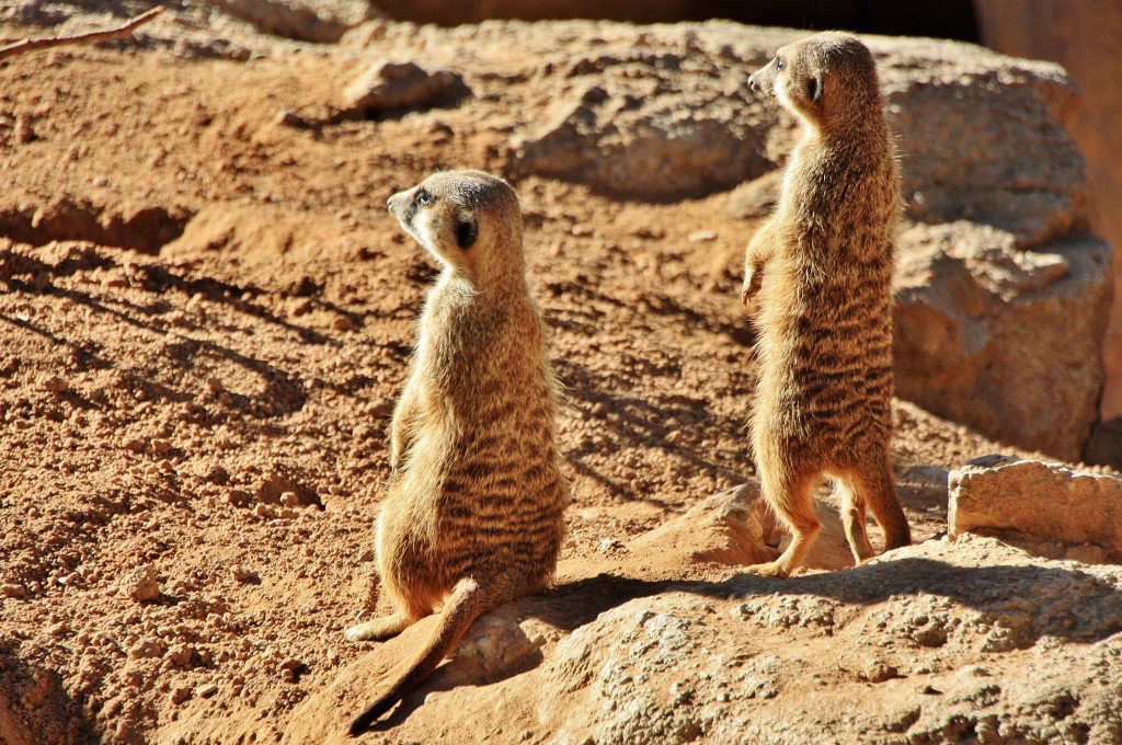 Foto: Bioparc - València (Comunidad Valenciana), España