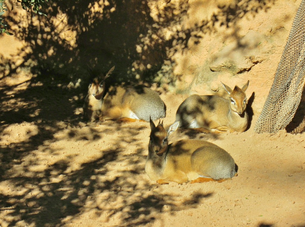 Foto: Bioparc - València (Comunidad Valenciana), España