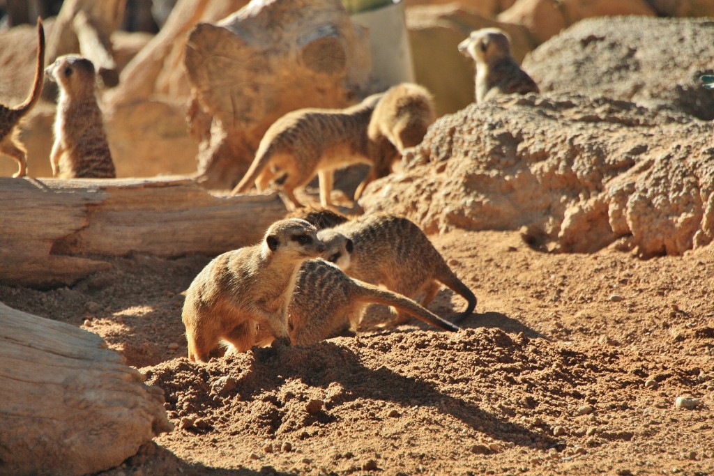 Foto: Bioparc - València (Comunidad Valenciana), España