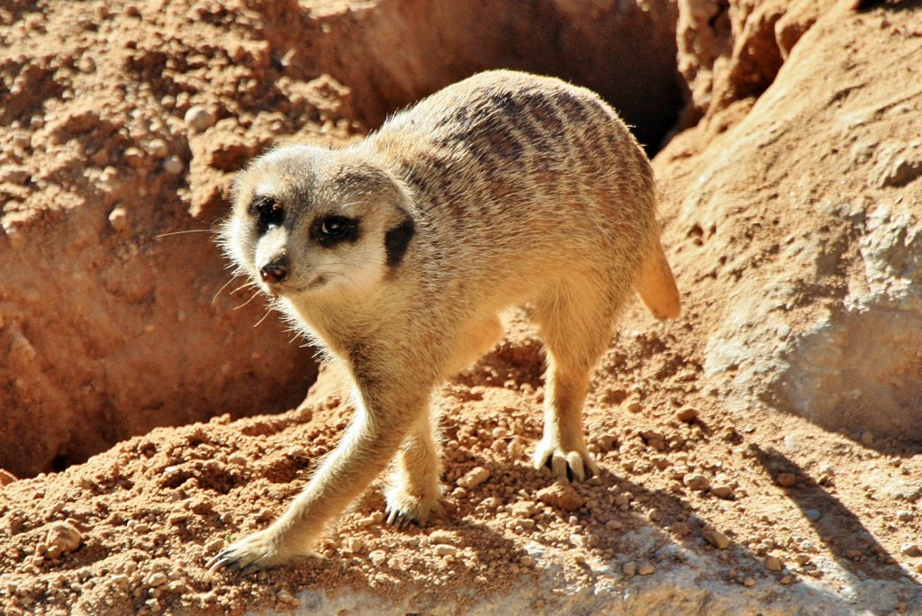 Foto: Bioparc - València (Comunidad Valenciana), España