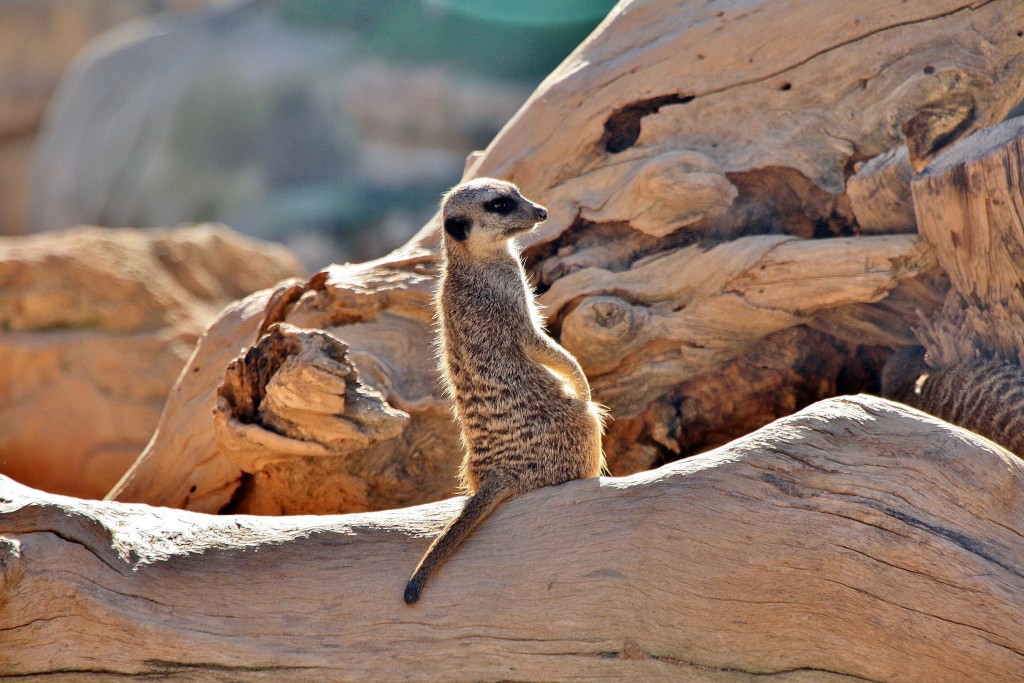 Foto: Bioparc - València (Comunidad Valenciana), España