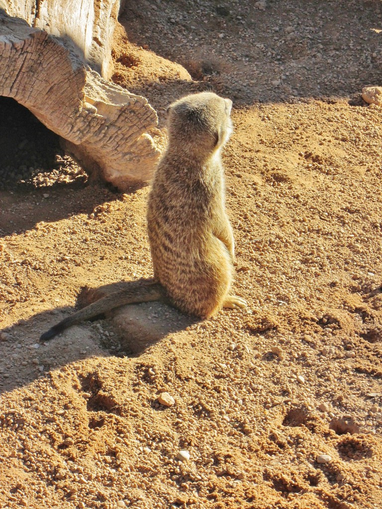 Foto: Bioparc - València (Comunidad Valenciana), España