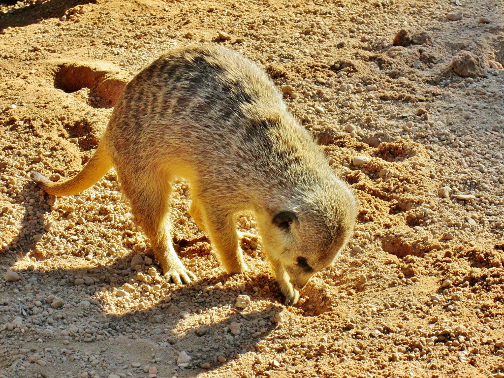 Foto: Bioparc - València (Comunidad Valenciana), España