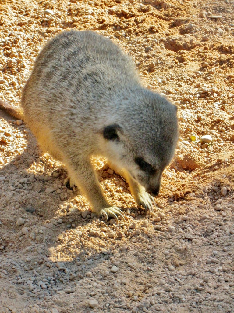 Foto: Bioparc - València (Comunidad Valenciana), España