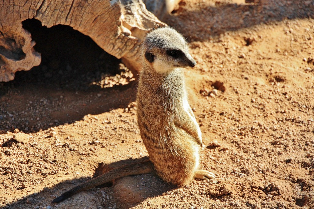 Foto: Bioparc - València (Comunidad Valenciana), España