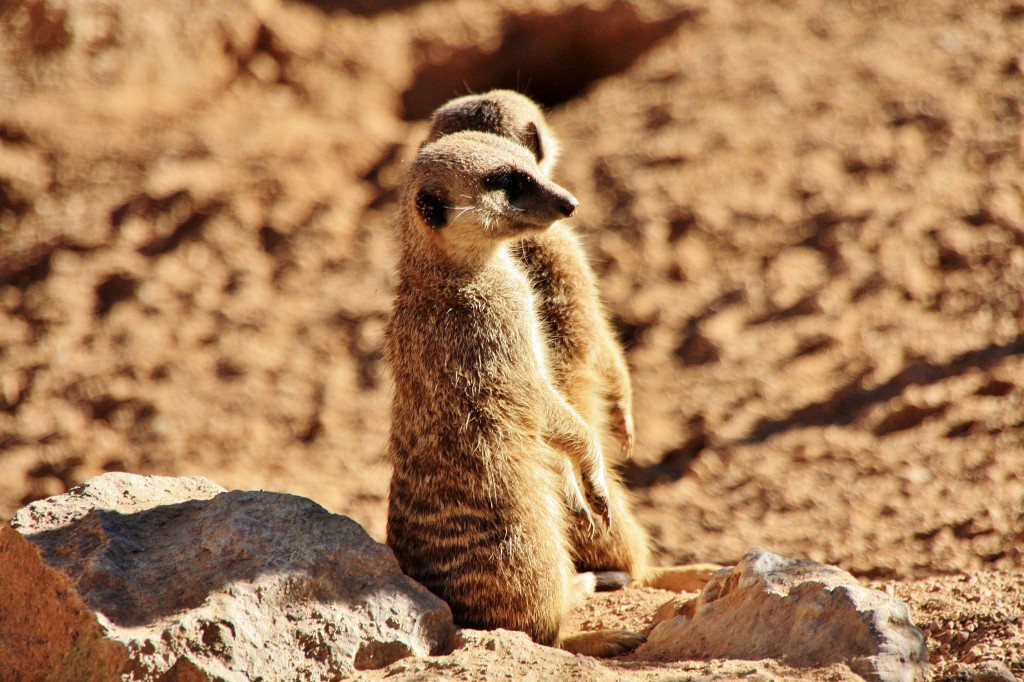 Foto: Bioparc - València (Comunidad Valenciana), España