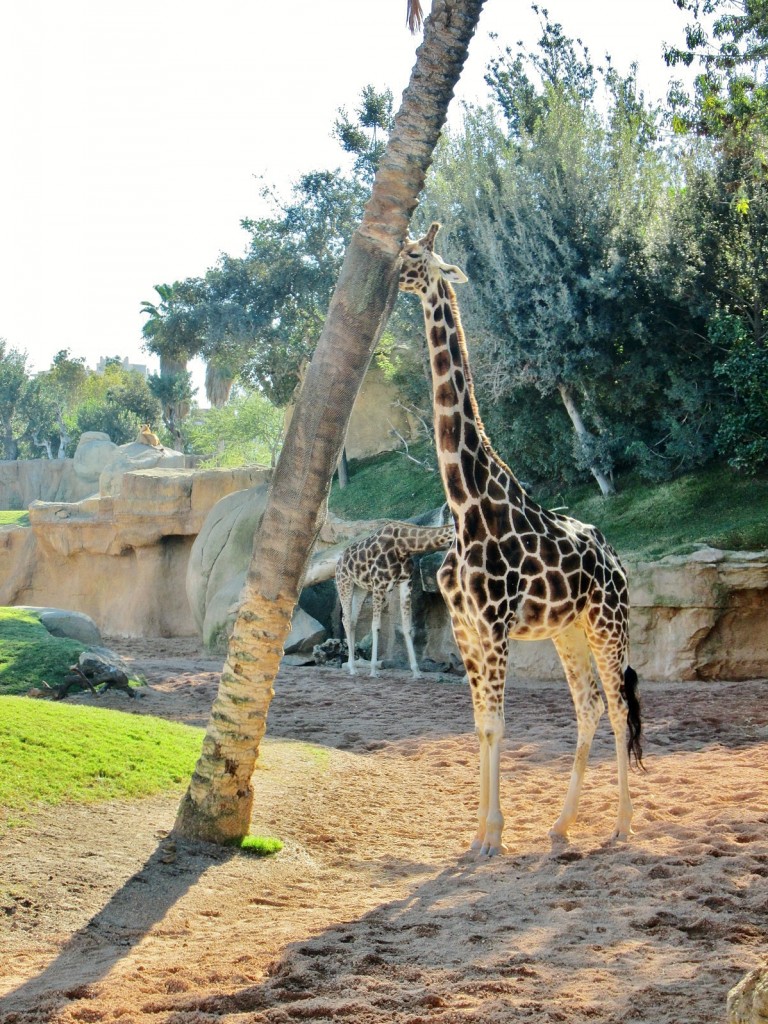 Foto: Bioparc - València (Comunidad Valenciana), España