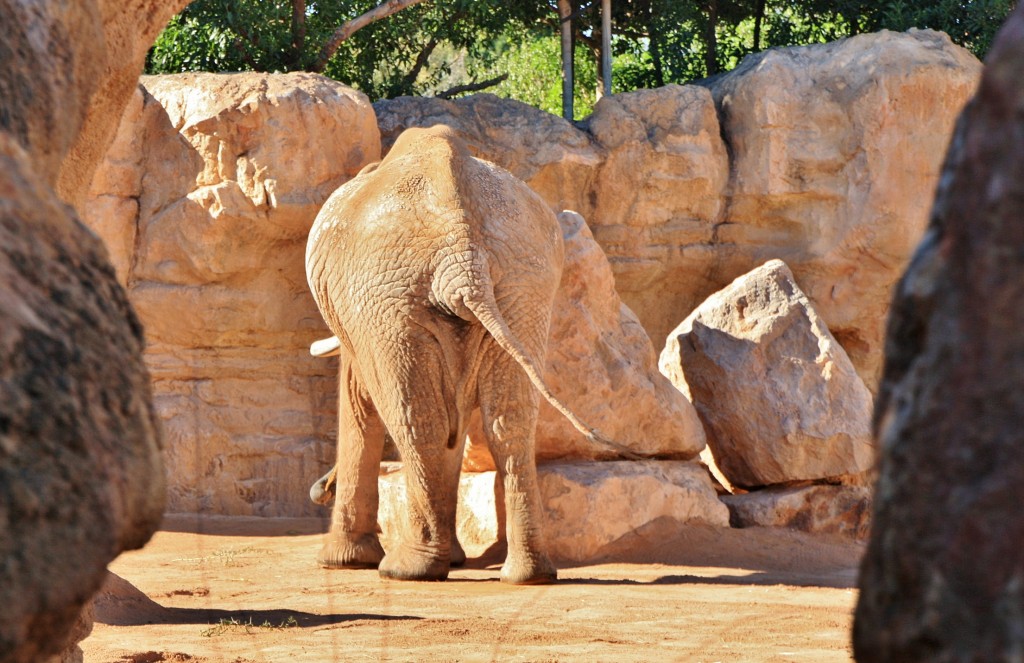 Foto: Bioparc - València (Comunidad Valenciana), España