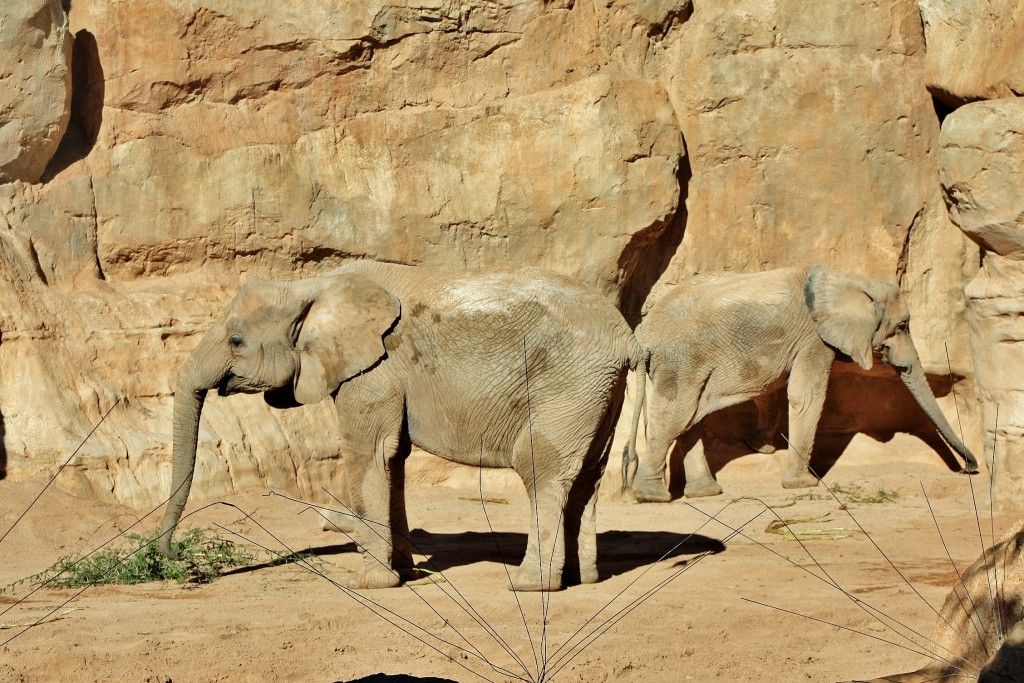 Foto: Bioparc - València (Comunidad Valenciana), España