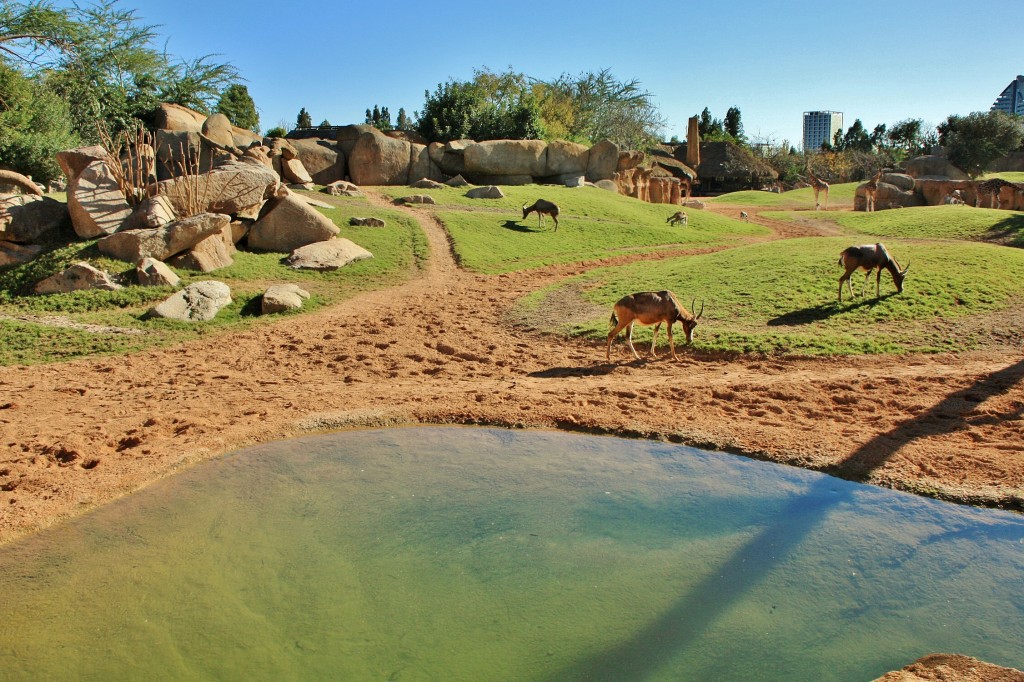 Foto: Bioparc - València (Comunidad Valenciana), España