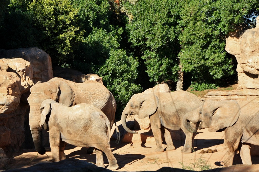 Foto: Bioparc - València (Comunidad Valenciana), España