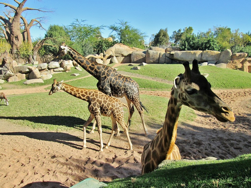 Foto: Bioparc - València (Comunidad Valenciana), España