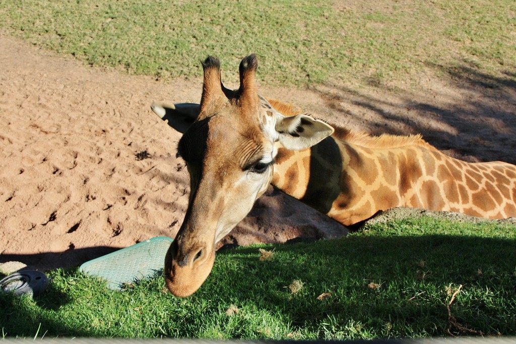 Foto: Bioparc - València (Comunidad Valenciana), España