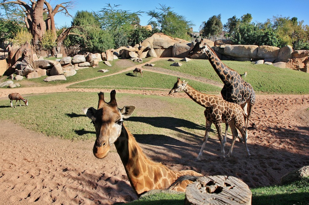 Foto: Bioparc - València (Comunidad Valenciana), España