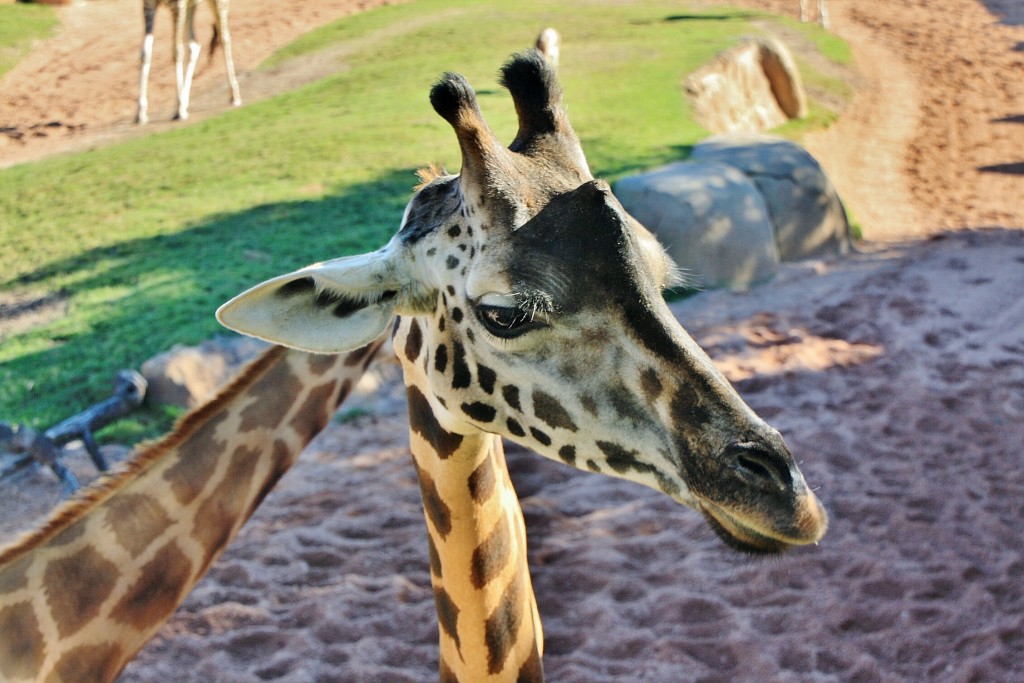 Foto: Bioparc - València (Comunidad Valenciana), España