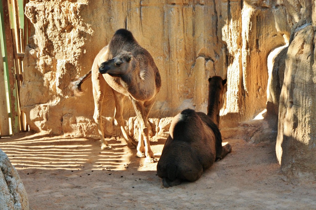 Foto: Bioparc - València (Comunidad Valenciana), España