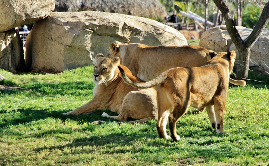 Foto: Bioparc - València (Comunidad Valenciana), España