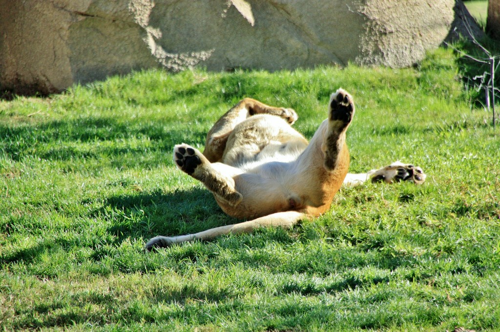 Foto: Bioparc - València (Comunidad Valenciana), España