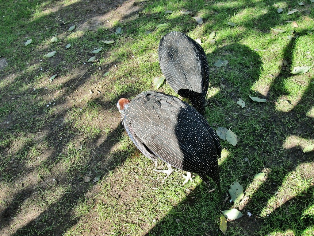 Foto: Bioparc - València (Comunidad Valenciana), España