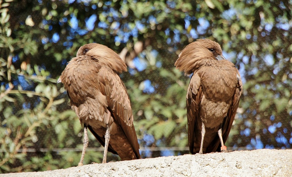 Foto: Bioparc - València (Comunidad Valenciana), España