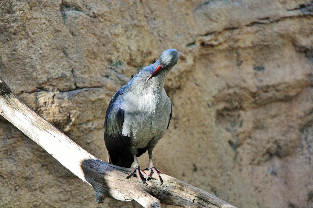 Foto: Bioparc - València (Comunidad Valenciana), España