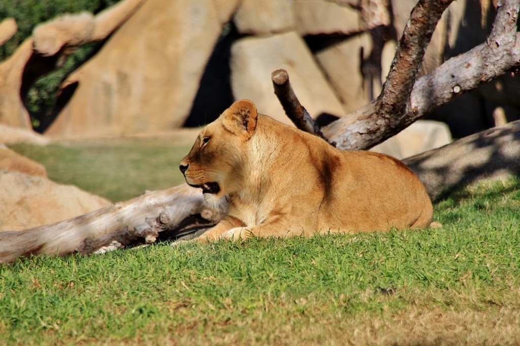 Foto: Bioparc - València (Comunidad Valenciana), España