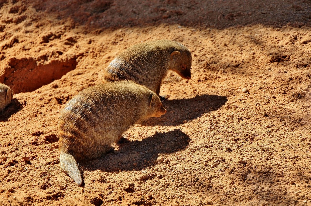 Foto: Bioparc - València (Comunidad Valenciana), España