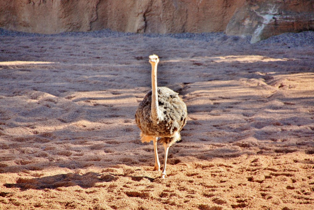 Foto: Bioparc - València (Comunidad Valenciana), España