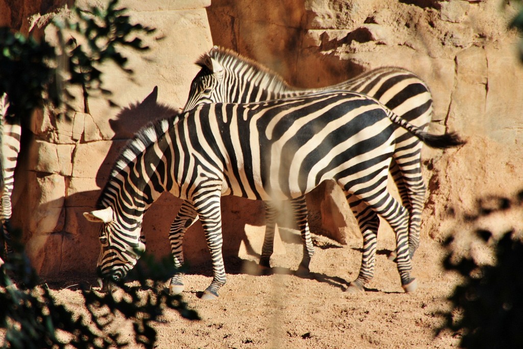 Foto: Bioparc - València (Comunidad Valenciana), España