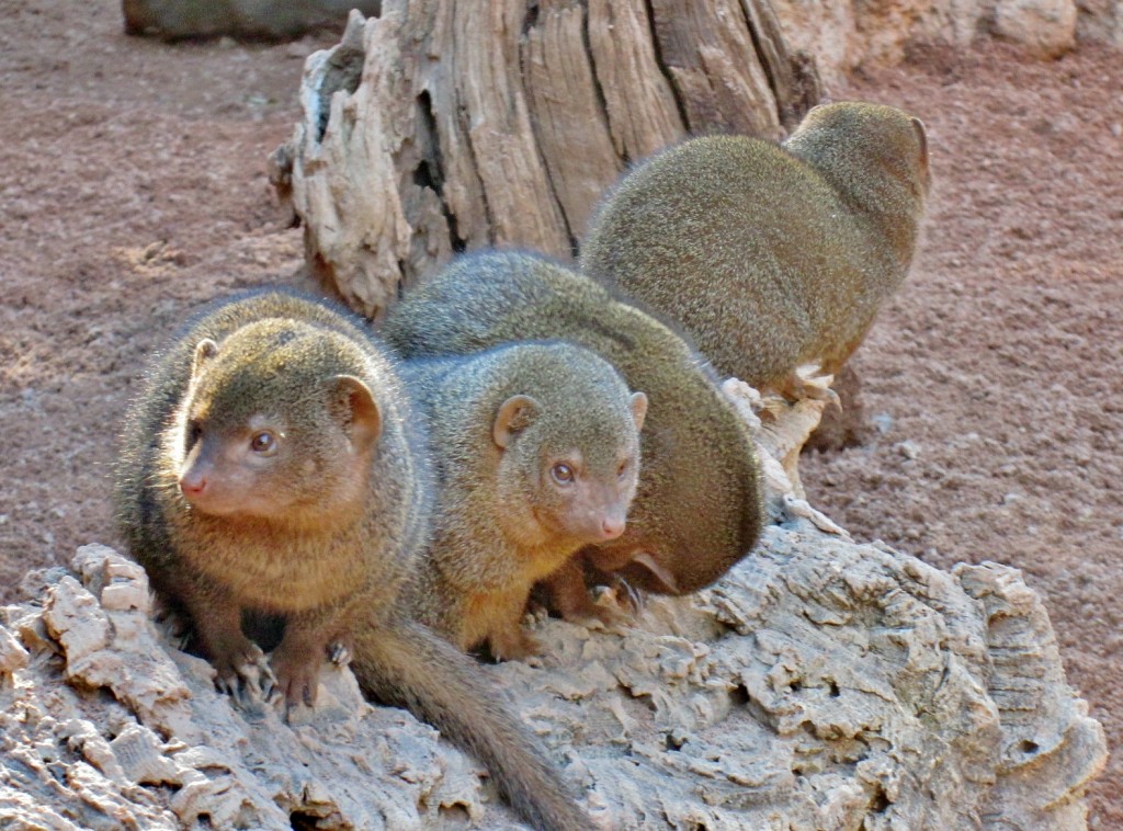 Foto: Bioparc - València (Comunidad Valenciana), España