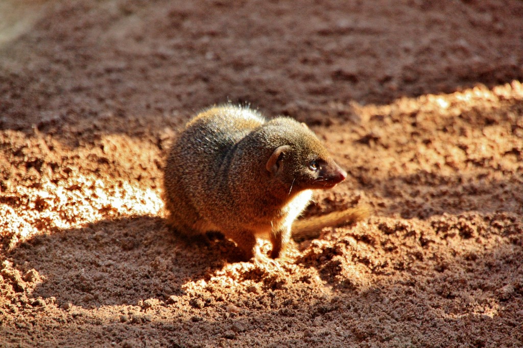 Foto: Bioparc - València (Comunidad Valenciana), España