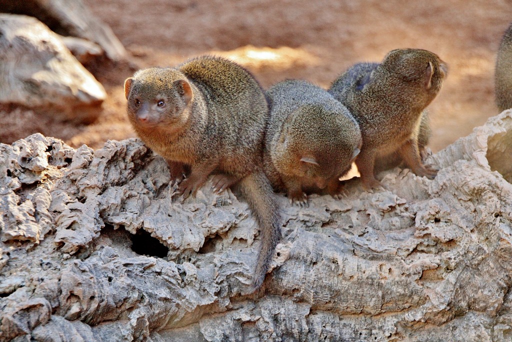 Foto: Bioparc - València (Comunidad Valenciana), España