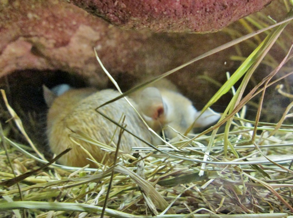 Foto: Bioparc - València (Comunidad Valenciana), España