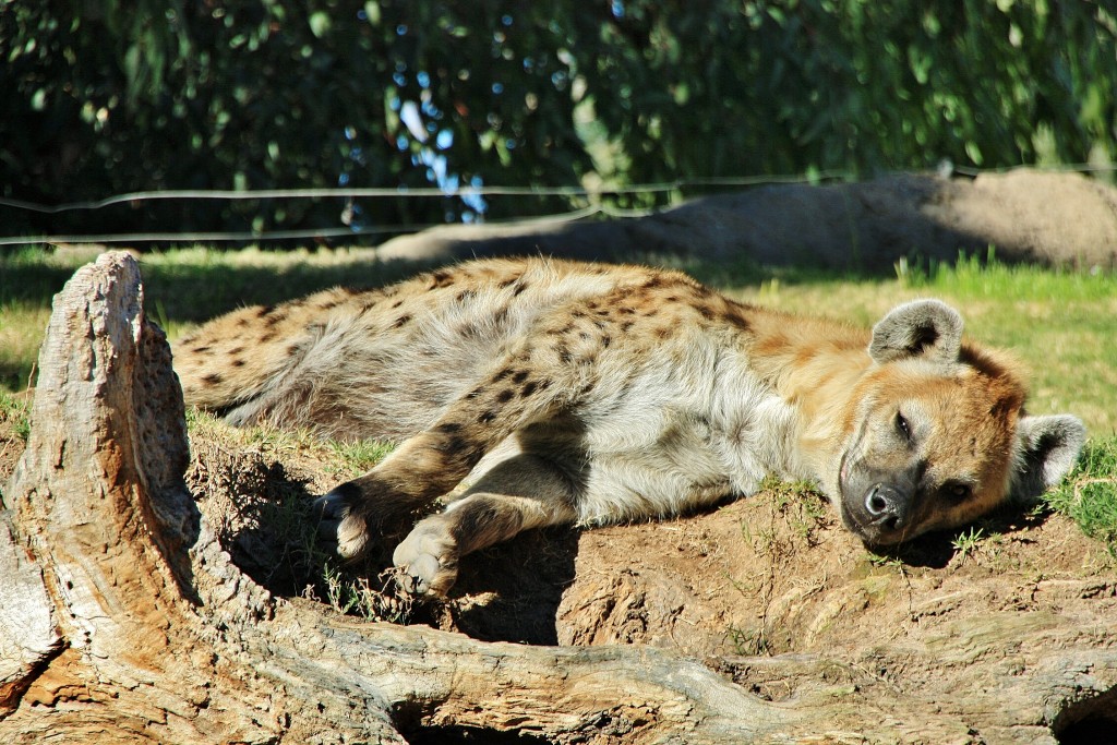 Foto: Bioparc - València (Comunidad Valenciana), España