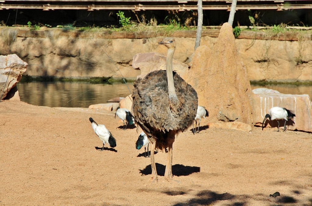 Foto: Bioparc - València (Comunidad Valenciana), España